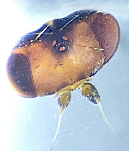 Chamaepsila nigricornis